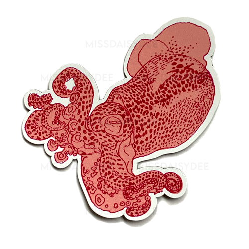 Bobtail Squid Magnets