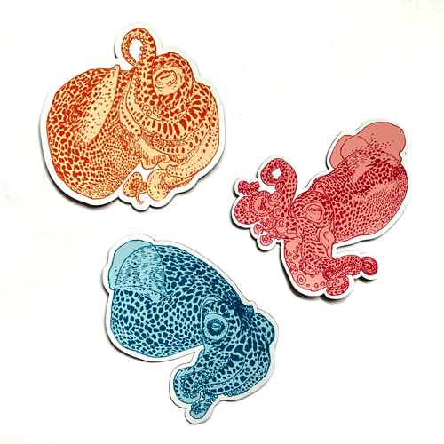 Bobtail Squid Magnets